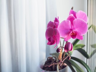Fototapeta na wymiar Purple orchids flower in the pot on windowsill. Spring and summer nature background, postcard design. Phalaenopsis orchids blooming on window of cozy house. Orchid flower garden. Copy space