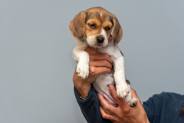 Smile adorable beagle puppy sitting