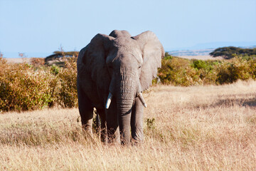 Fototapeta na wymiar Large male elephant looking into camera in Kenya