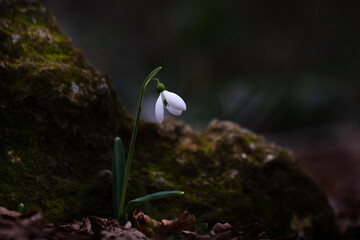 Close up wild blooming galanthus flower in dark spring forest