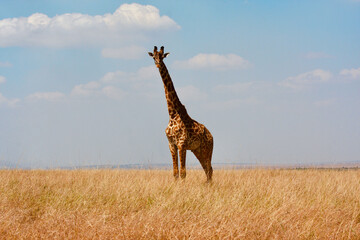 giraffe staring at camera in savannah