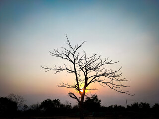 tree silhouette at sunset