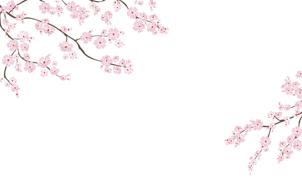Blooming cherry sakura. Horizontal rectangular floral banner gradient vector illustration isolated on white background.