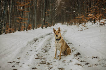 Shot of a little wolfdog in a forest in snow