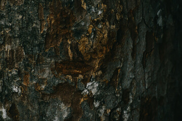 Vintage tree wood texture background