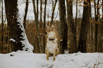 Shot of a little wolfdog in a forest in snow