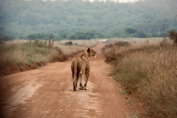 Fototapeta na wymiar Hungry female lion looking for food on a deserted road