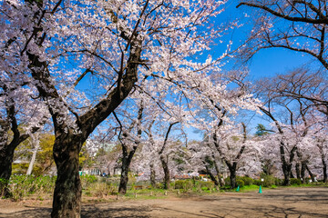 東京都 桜の咲く井の頭恩賜公園