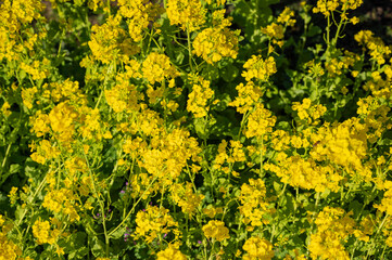 菜の花