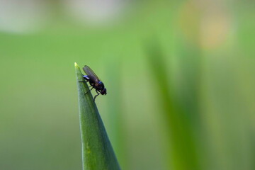 Housefly on the tip of a leaf of grass
