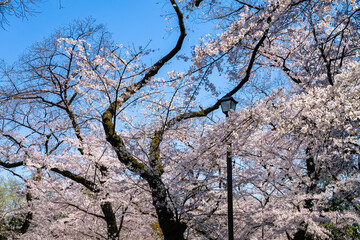 東京都 桜の咲く井の頭恩賜公園
