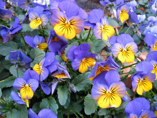 Bluish purple and yellow viola flowers 
