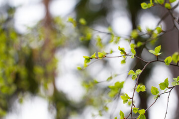 Young bright spring green leaves, selective focus, natural background