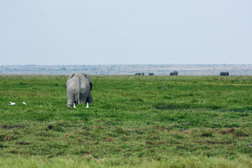Fototapeta na wymiar Elephant walking through green swamp near mount Kilimanjaro