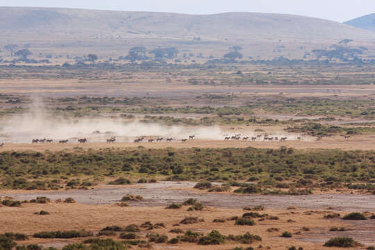 A herd of zebra's running through the dusty landscape, leaving a large dust cloud