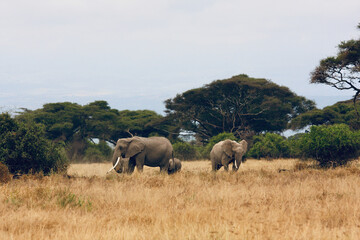 Two elephants looking for food between trees