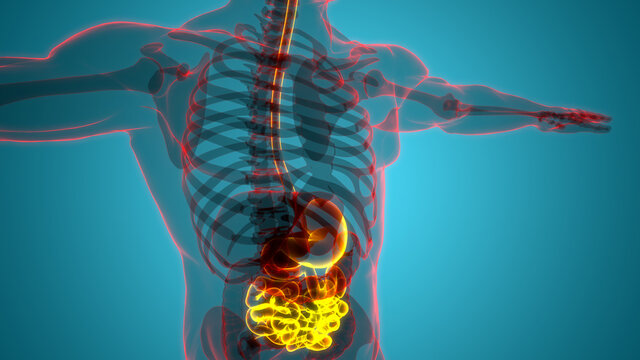 15,772 BESTE Anus BILDER, STOCKFOTOS & Adobe Stock