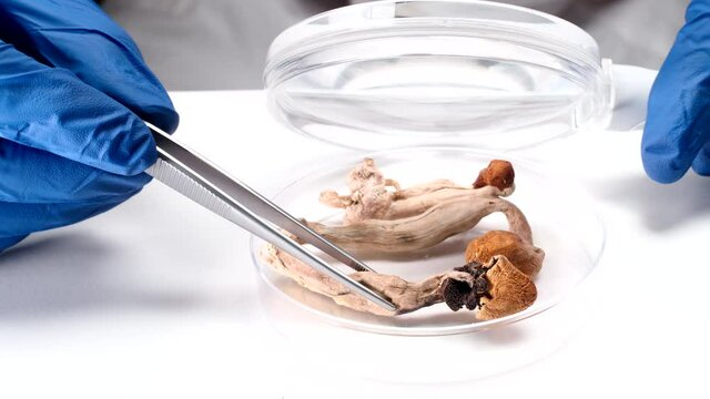 Scientist examining magic mushrooms with a loupe and tweezers in a petri dish at laboratory.