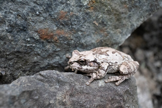 849 Best あまがえる Images Stock Photos Vectors Adobe Stock 849 Best あまがえる Images Stock Photos Vectors Adobe Stock