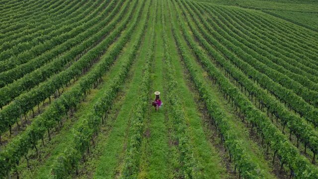 aerial image with drone dji mavic 2 pro of woman with dress and hat running through the grape vines