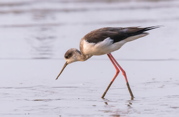 Black-Winged Stilt in Shallow Water (Himantopus himantopus) Wader Bird Stilt