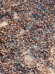Sea shells and sand at sunrise on a summer day