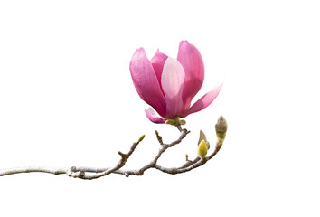 Fototapeta premium pink flower of magnolia spring branch isolated on white background