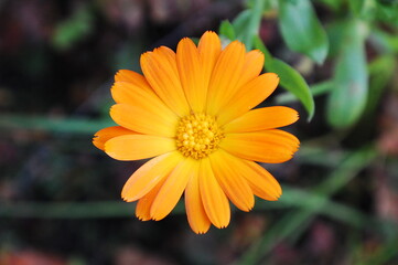 Bright flower of calendula on a flower bed top view.
