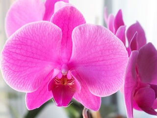 Macro of purple orchid flower, Pink phalaenopsis (moth) orchid close-up. Spring and summer nature background, postcard design, wallpaper