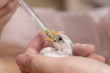 白文鳥のヒナへのエサやり