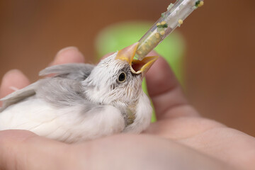 白文鳥のヒナへのエサやり