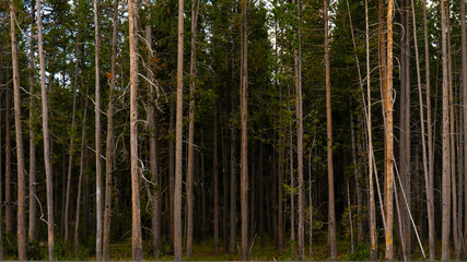 A very beautiful green forest in the mountains. 