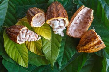 .Fresh cocoa pods and fresh cocoa beans on cocoa leaf background.