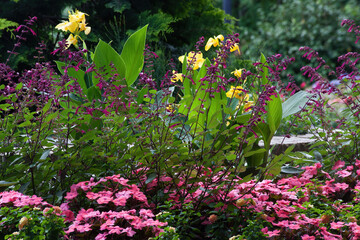 Yellow Canna Lily in the sunshine of the garden