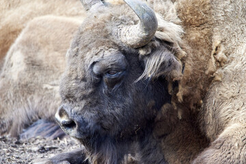 the European wood  bison