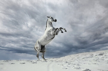 white horse jumping in the desert