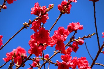 Pfirsichblüten unter blauem Himmel