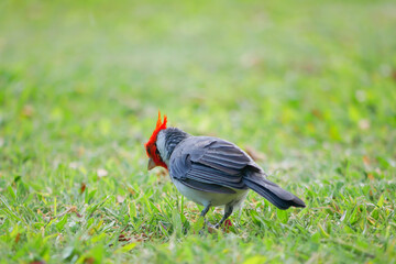 ハワイ、オアフ島のコウカンチョウ