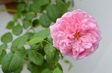 Fully bloomed pink Spirit of Freedom Rose by David Austin