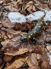Feuersalamander im Frühjahr
