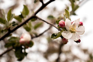 blossom in spring