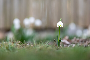 Einzelner Märzenbecher (Leucojum vernum) im Garten, knappe Schärfentiefe