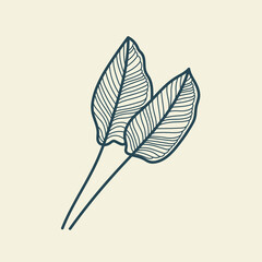 Tropical leaves icon outline drawing. Minimal floral vintage style. Doodle plant vector illustration. Pure nature organic brush. Line drawing. Botanical floral badge. Eco product emblem.