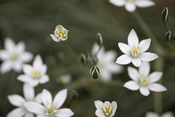 Naklejka na ściany i meble white spring flowers