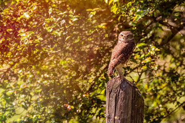 Burrowing owl standing on a wooden fence stick in the forest in the late afternoon light.