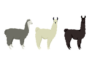 llama Lama glama Flat vector illustrations Isolated objects