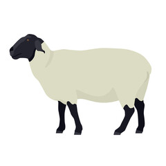 Female Suffolk sheep Farm animals Flat vector illustration Isolated object