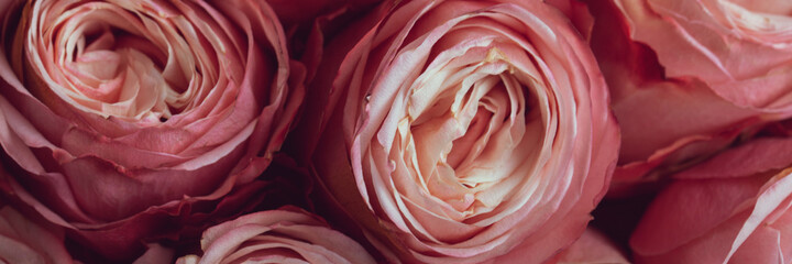 Fresh bunch of pink roses or peonies in a bridal bouquet close-up. banner. 