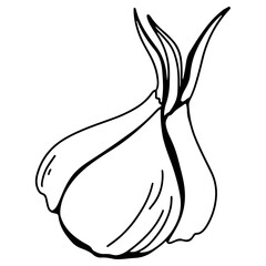 Spicy spice sprig of garlic. Doodle digital art outline. Print for kitchen, tattoo, design of packaging and wrapping paper, menus, restaurants, products