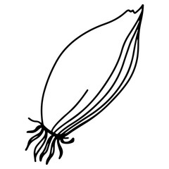 Spicy spice sprig onion. Doodle digital art outline. Print for kitchen, tattoo, design of packaging and wrapping paper, menus, restaurants, products